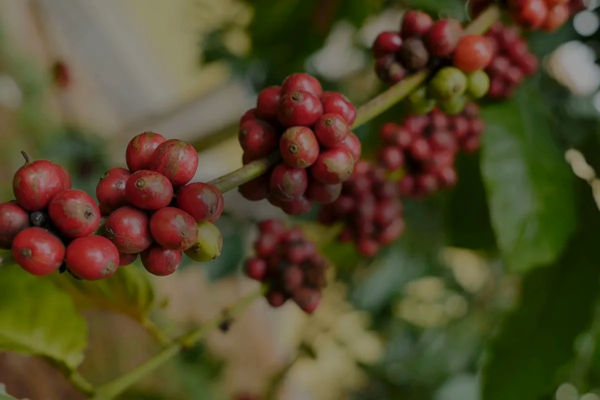 Cerezas de café maduras en la rama